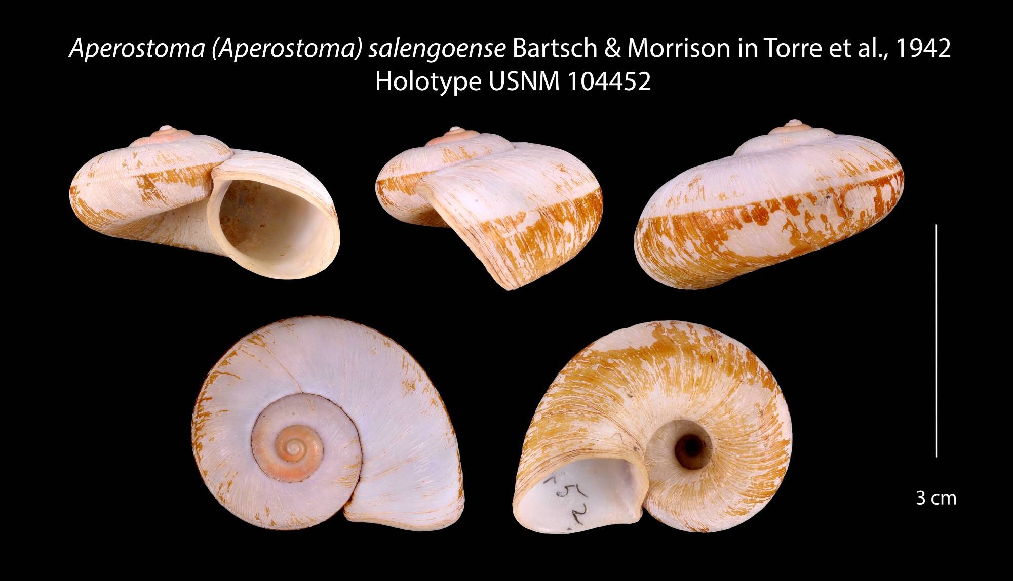 Incidostoma salengoense (Bartsch & J. P. E. Morrison, 1942) Incidostoma salengoense (Bartsch & J. P. E. Morrison, 1942)