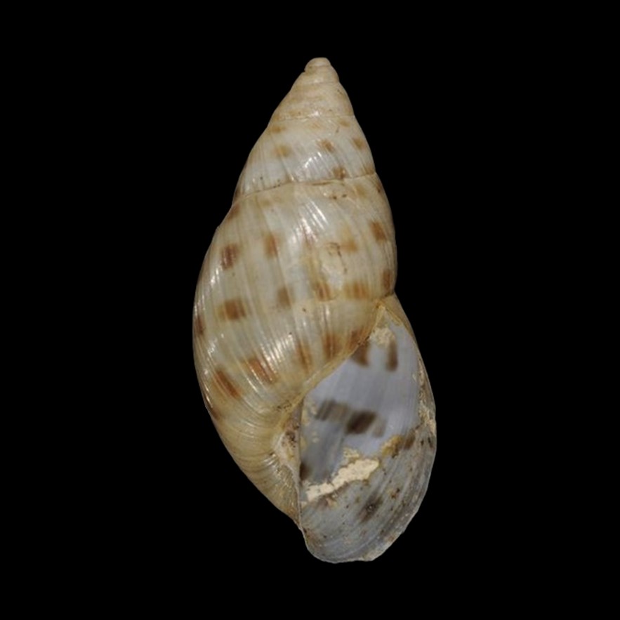 Mesembrinus granadensis (L. Pfeiffer, 1848)