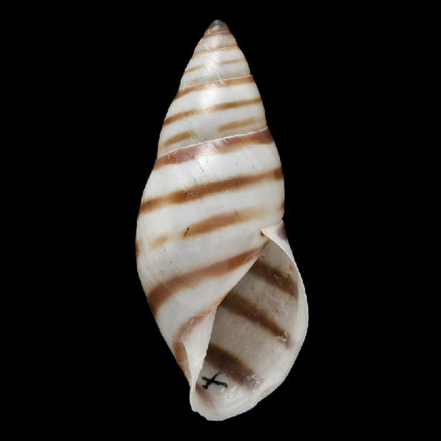 Mesembrinus vincentinus (L. Pfeiffer, 1846)