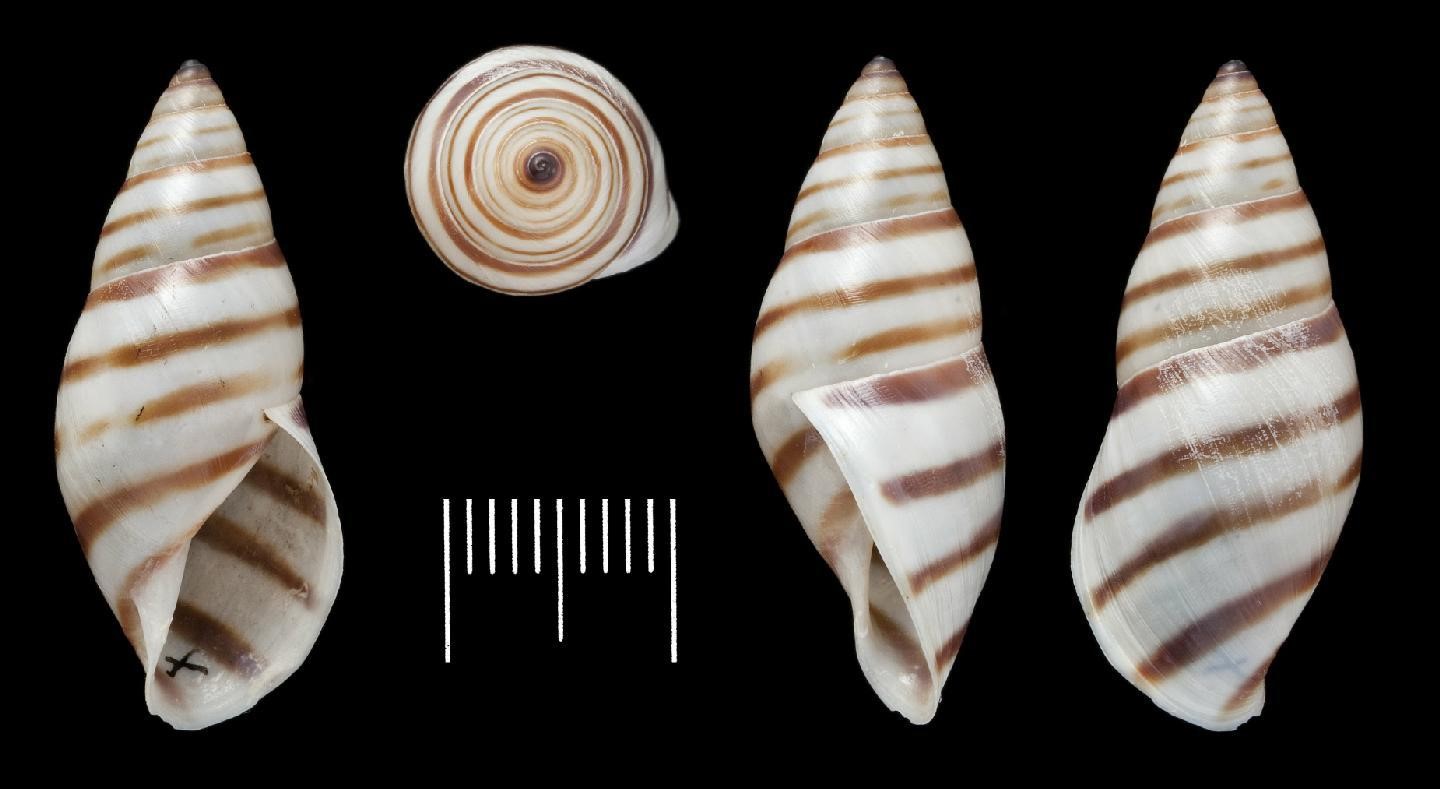 Mesembrinus vincentinus (L. Pfeiffer, 1846) NHMUK Mesembrinus vincentinus (L. Pfeiffer, 1846) NHMUK