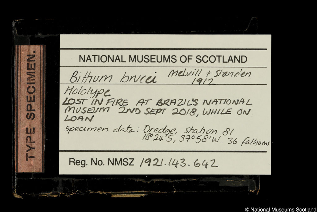 Cerithiopsis brucei (Melvill & Standen, 1912) Cerithiopsis brucei (Melvill & Standen, 1912)