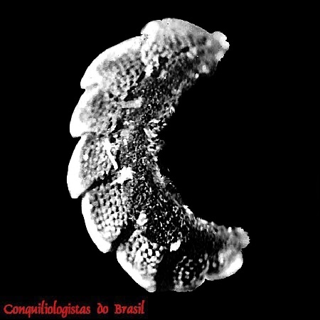 Acanthochitona minuta Leloup, 1980