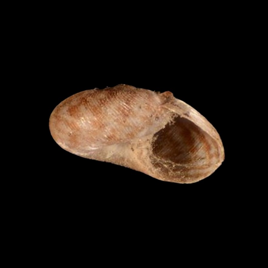 Amphidoxa helicophantoides L. Pfeiffer, 1846