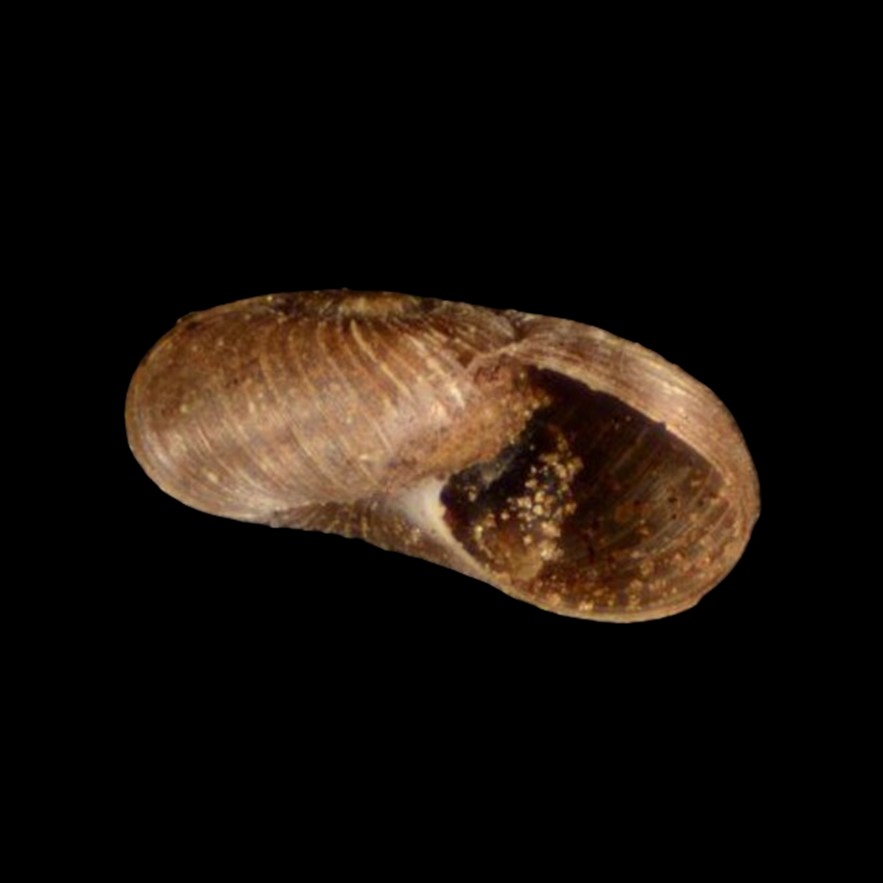 Amphidoxa marmorella (L. Pfeiffer, 1846)