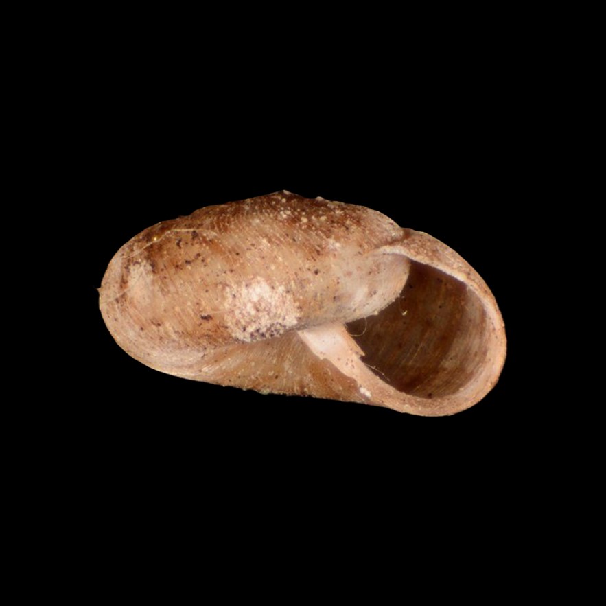 Amphidoxa quadrata (Deshayes, 1851)