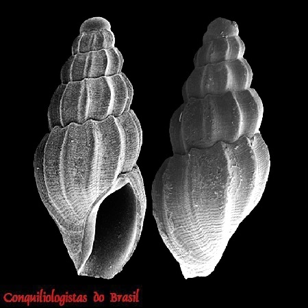 Anacithara biconica J. Barros, Santana & S. Lima, 2015