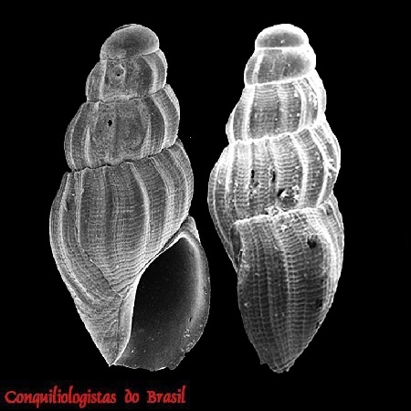 Anacithara pupiformis J. Barros, Santana & S. Lima, 2015