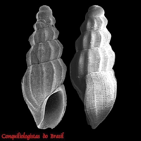 Anacithara pyrgoformis J. Barros, Santana & S. Lima, 2015