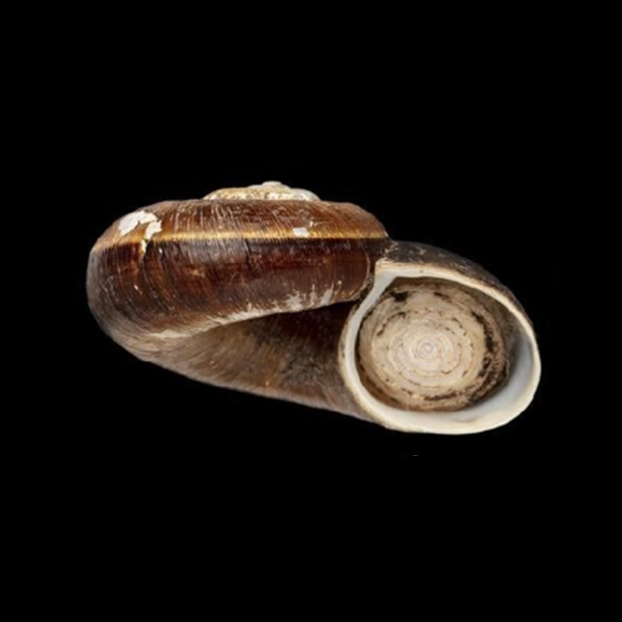 Aperostoma peruvianum (S. I. Da Costa, 1906)