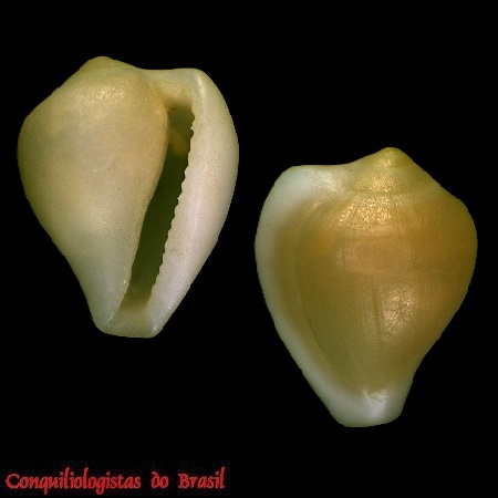 Archierato janae Fehse & Simone, 2020