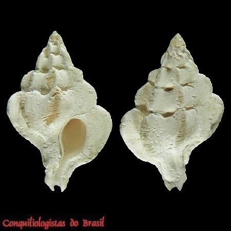 Aspella fernandi Garrigues & Houart, 2025