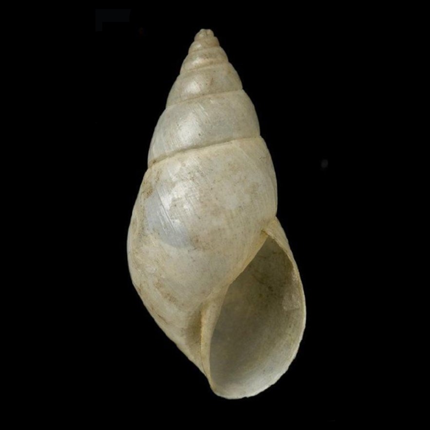 Bulimulus haplochrous (L. Pfeiffer, 1855)