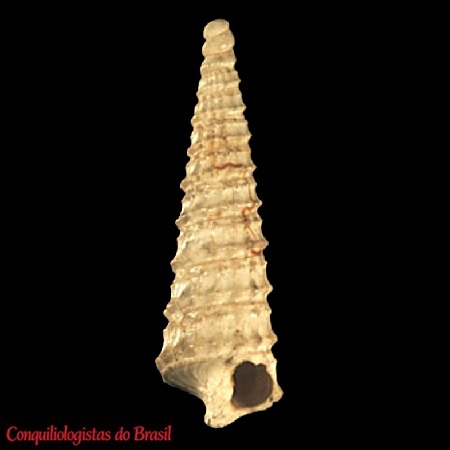 Cerithiella amblytera (R. B. Watson, 1880)