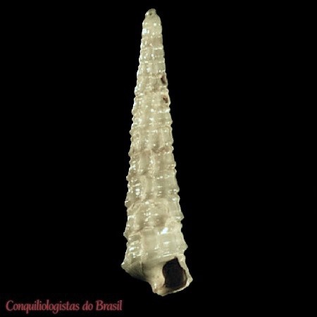 Cerithiella atali M. Fernandes, Garofalo & Pimenta, 2015