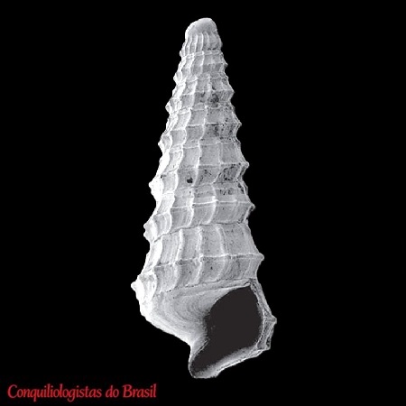 Cerithiella cepene S. Lima & J. Barros, 2007