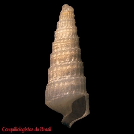 Cerithiella enodis (R. B. Watson, 1880)