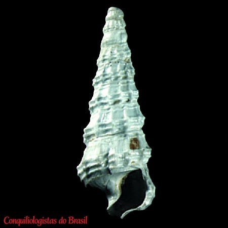 Cerithiella producta Dall, 1927