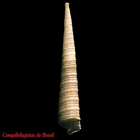 Cerithiella sigsbeana (Dall, 1881)