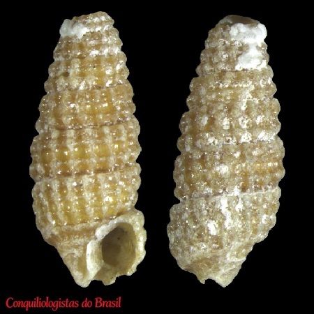 Cerithiopsis brucei (Melvill & Standen, 1912)