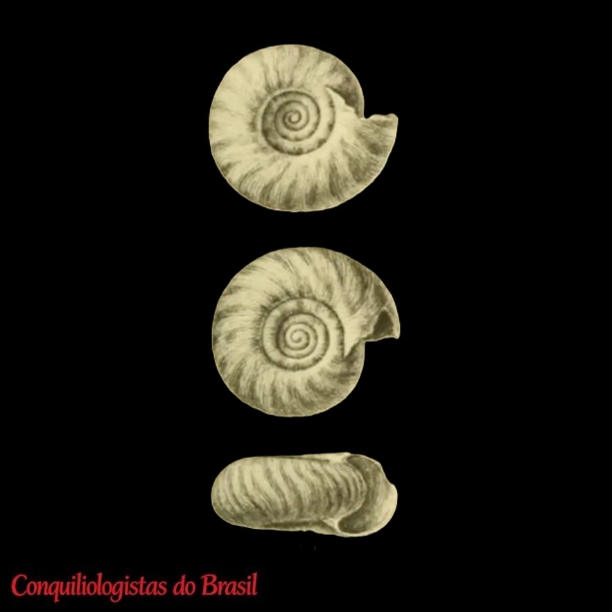Charopa involuta (Odhner, 1922)