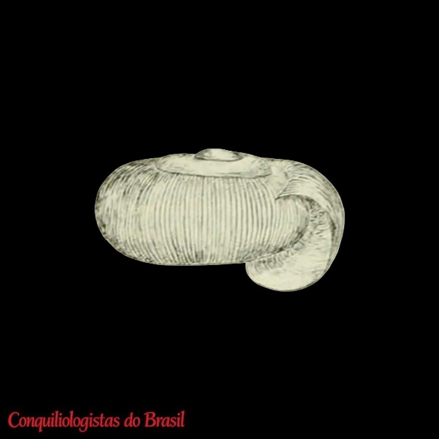 Charopa masafuerae (Odhner, 1922)