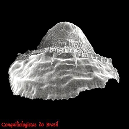 Cheilea atlantica Rolán, Leal & Fernández-Garcés, 2014