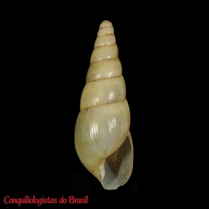 Chryserpes amabilis (Pilsbry, 1906)