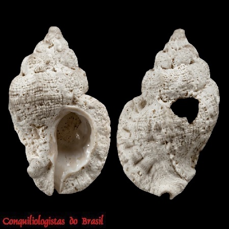 Dermomurex leali Houart, 1991