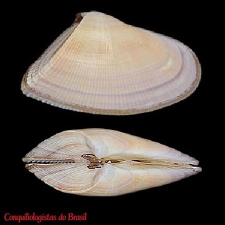 Donax striatus Linnaeus, 1767