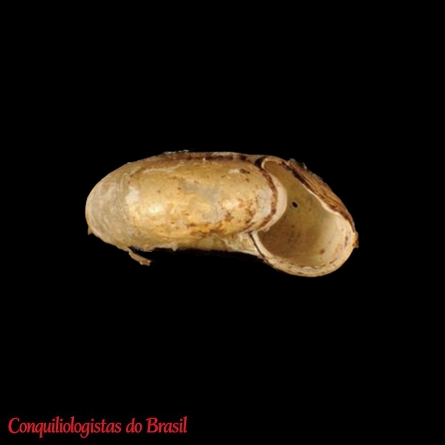 Drepanostomella pinchoti Pilsbry, 1930