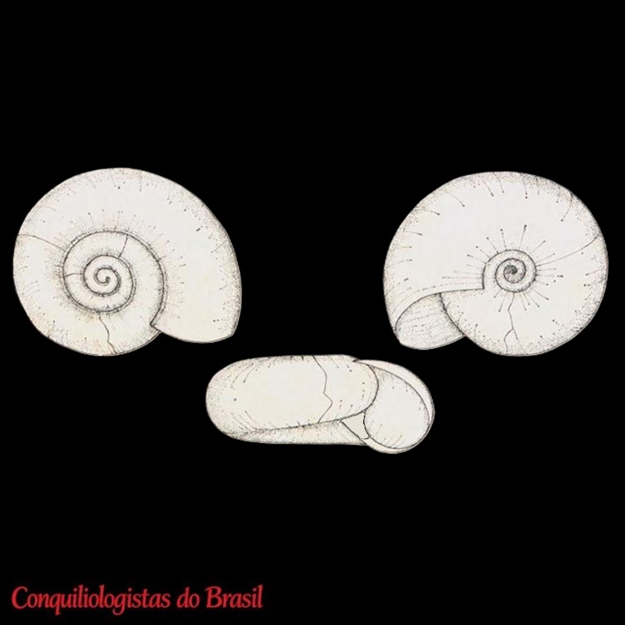 Drepanostomella uruguayana Hylton Scott, 1978