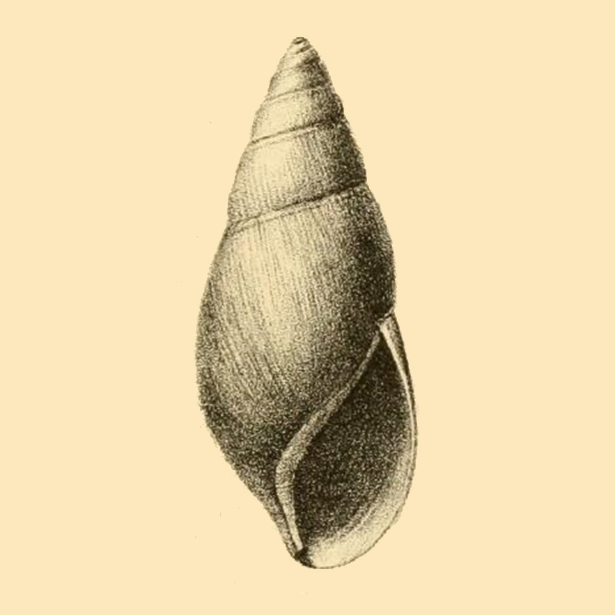 Euglandina bogotensis (Da Costa, 1904)