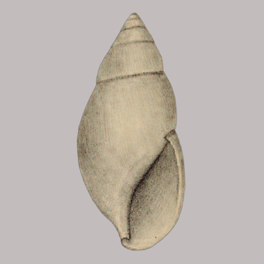 Euglandina ecuadoriana (K. Miller, 1878)