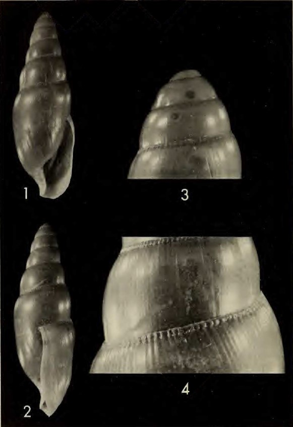 Euglandina haasi F. G. Thompson, 1982 Euglandina haasi F. G. Thompson, 1982