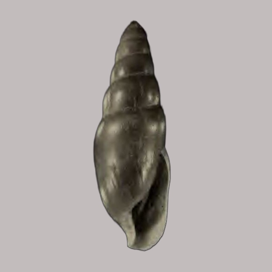 Euglandina haasi F. G. Thompson, 1982