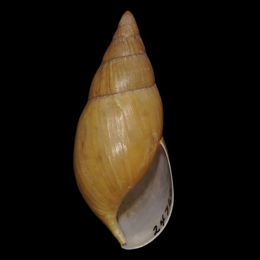 Euglandina plicatula (L. Pfeiffer, 1851)