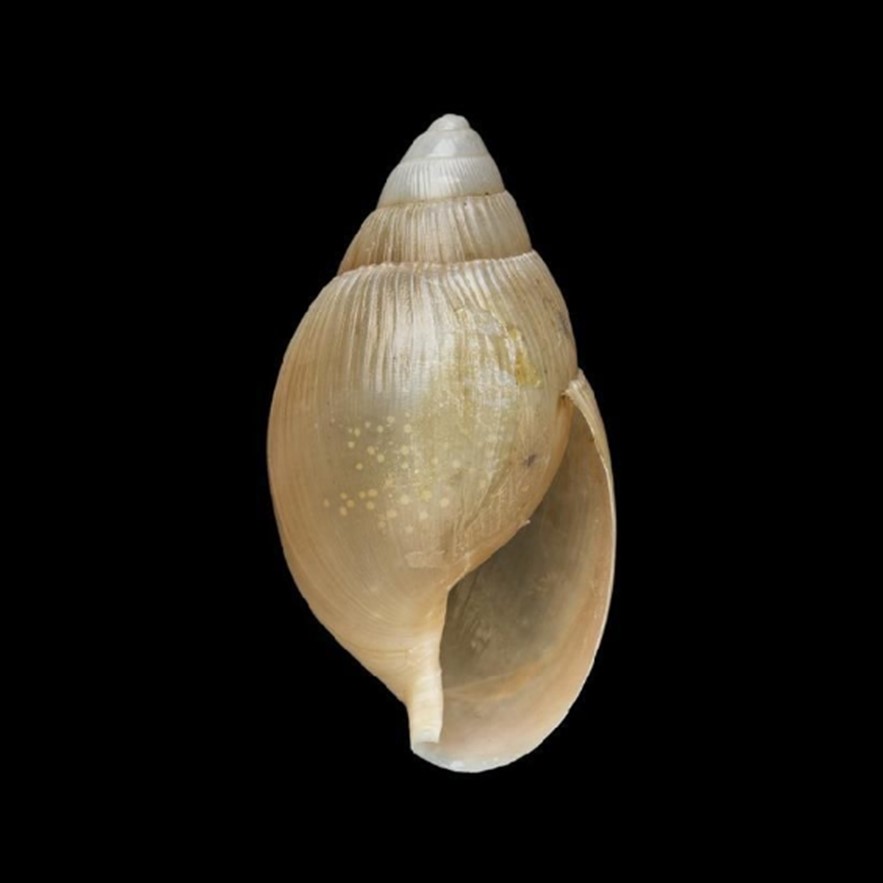 Euglandina saccata (L. Pfeiffer, 1861)