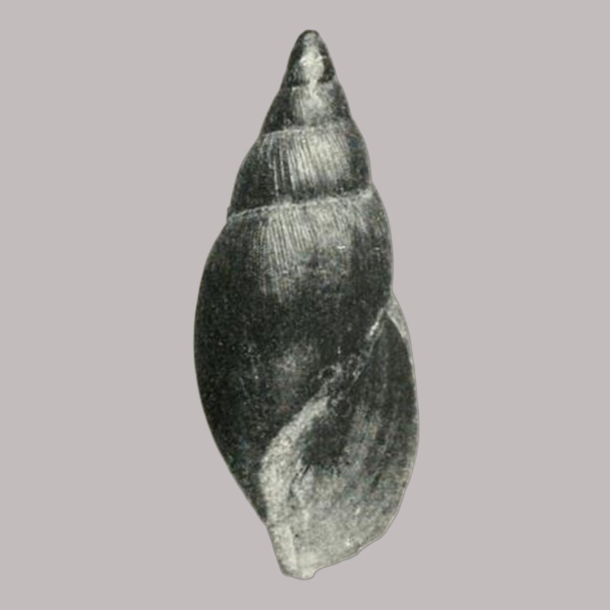 Euglandina venezuelensis (Preston, 1909)