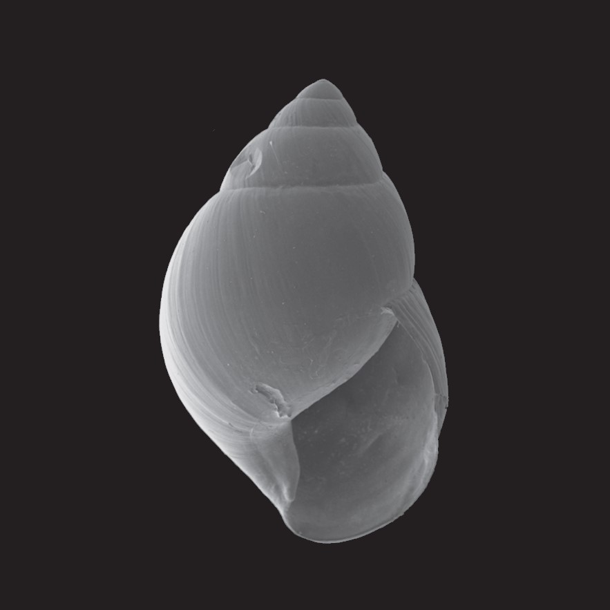 Fernandezia bulimoides (L. Pfeiffer, 1847)