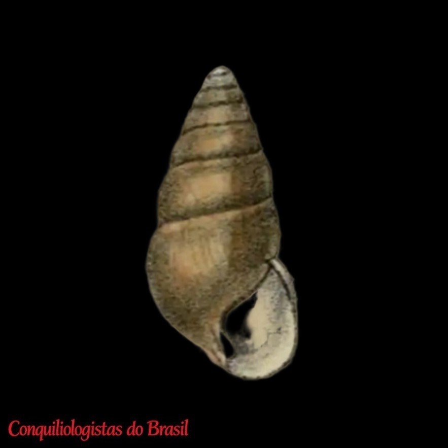Fernandezia conifera (Reeve, 1849)