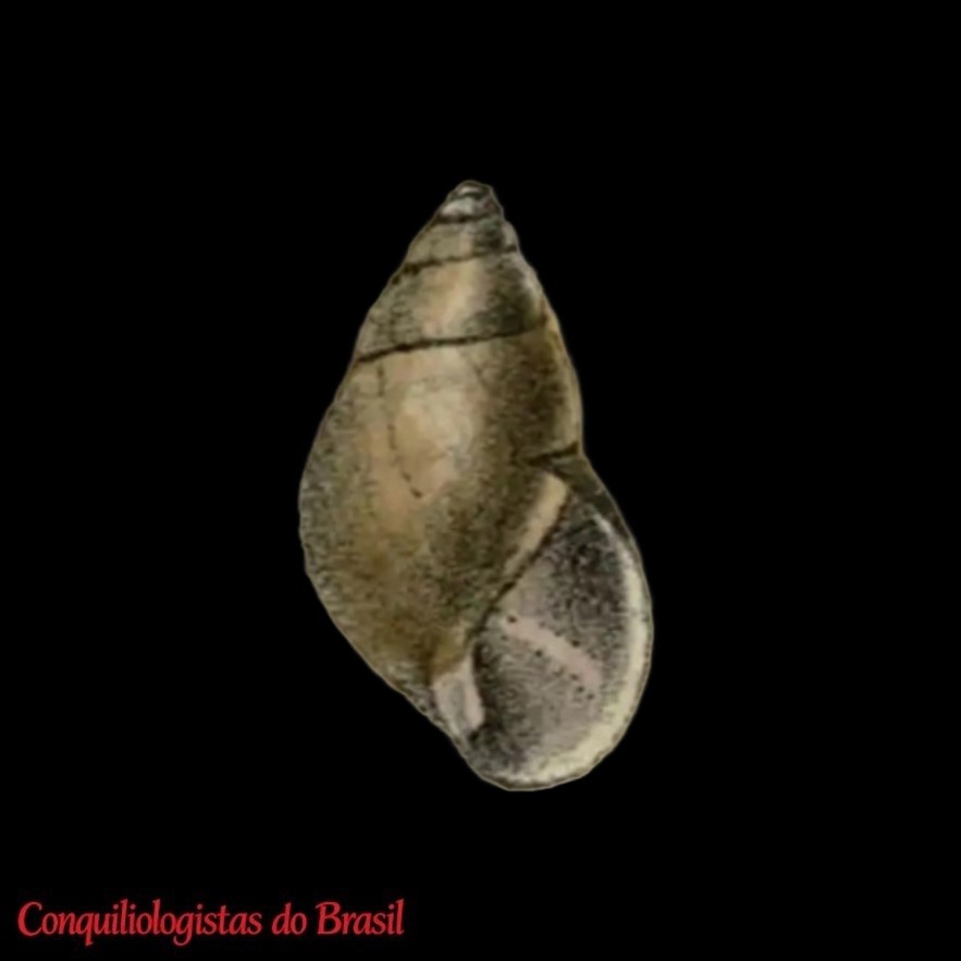 Fernandezia consimilis (Reeve, 1849)
