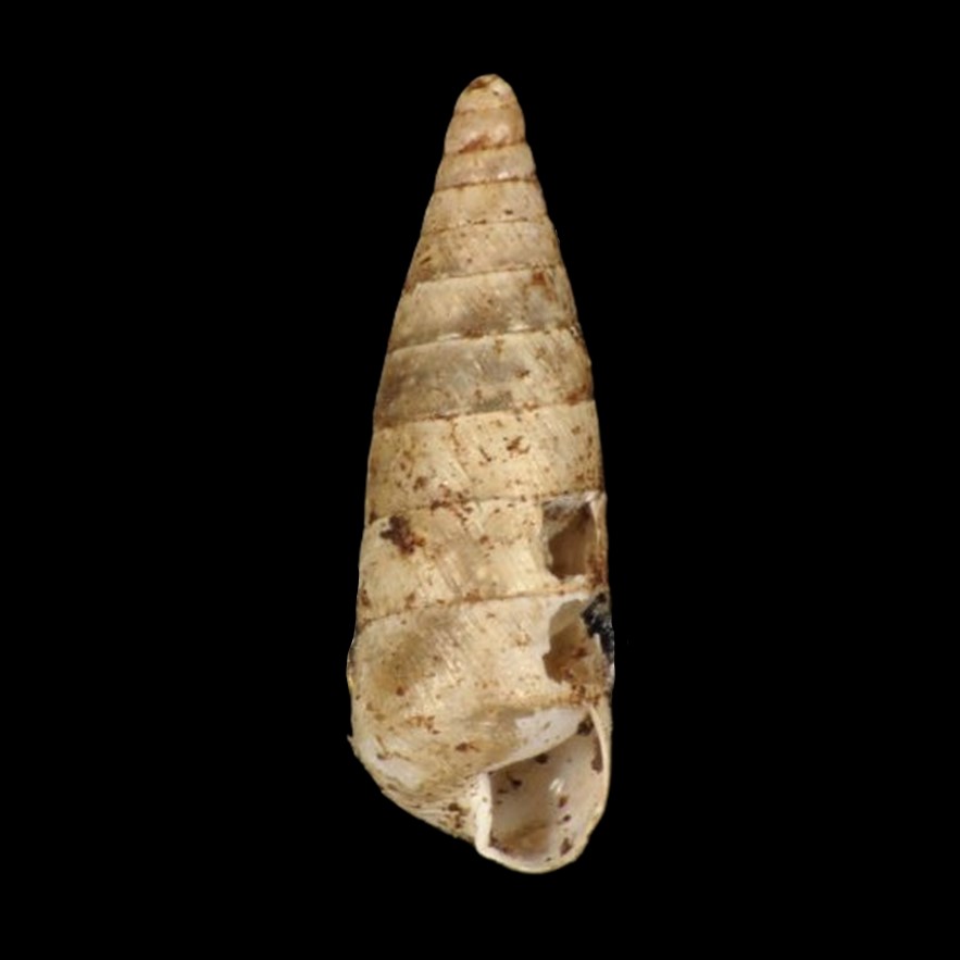 Fernandezia cylindrella Odhner, 1922