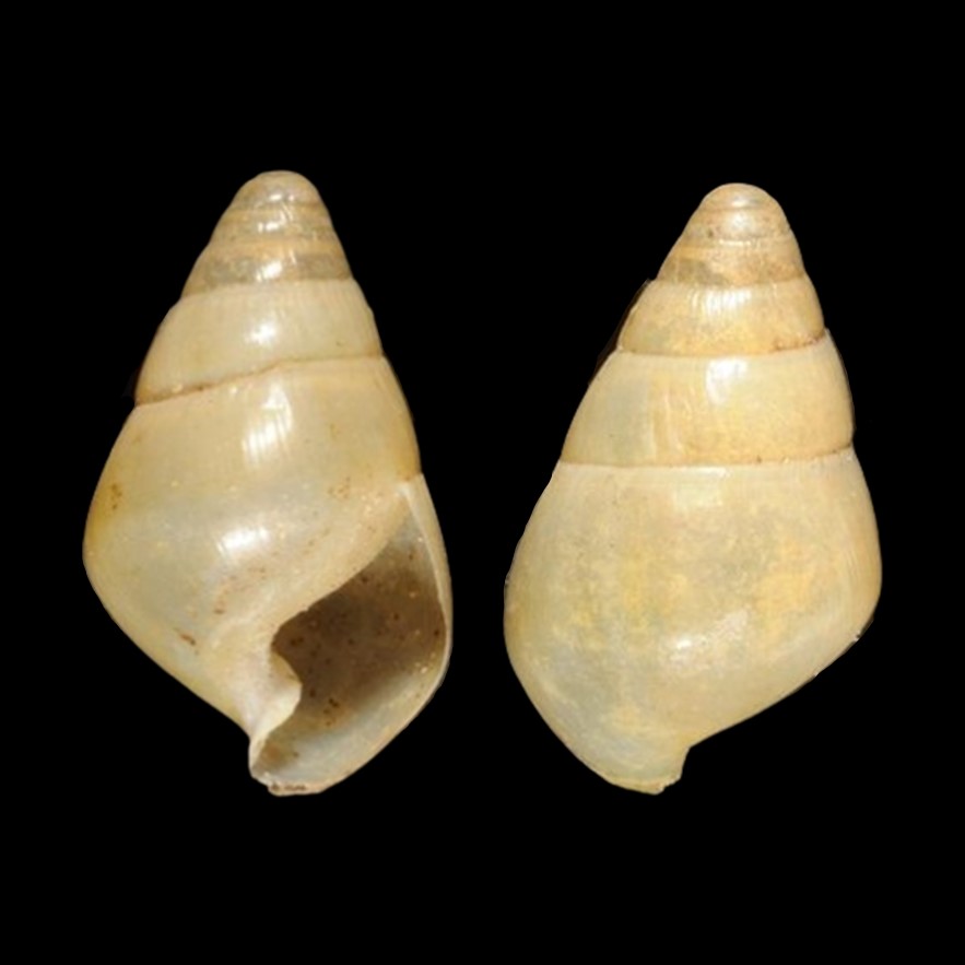 Fernandezia expansa Pilsbry, 1911