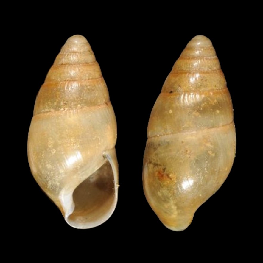 Fernandezia inornata Pilsbry, 1911