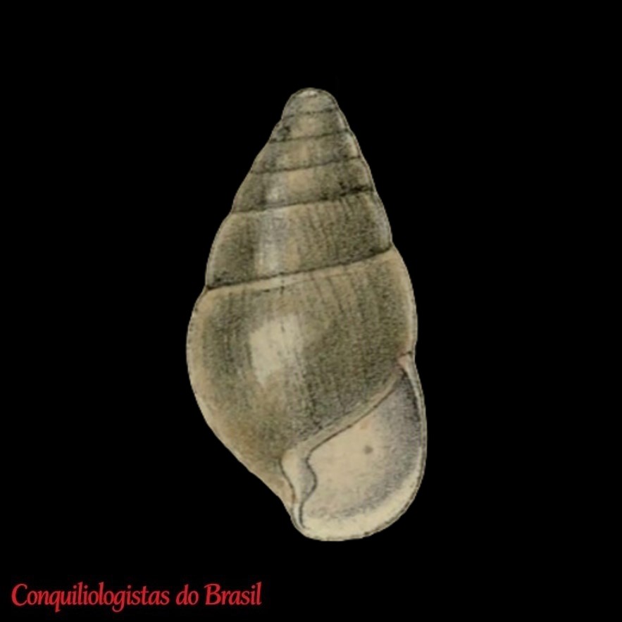Fernandezia philippiana Pilsbry, 1911