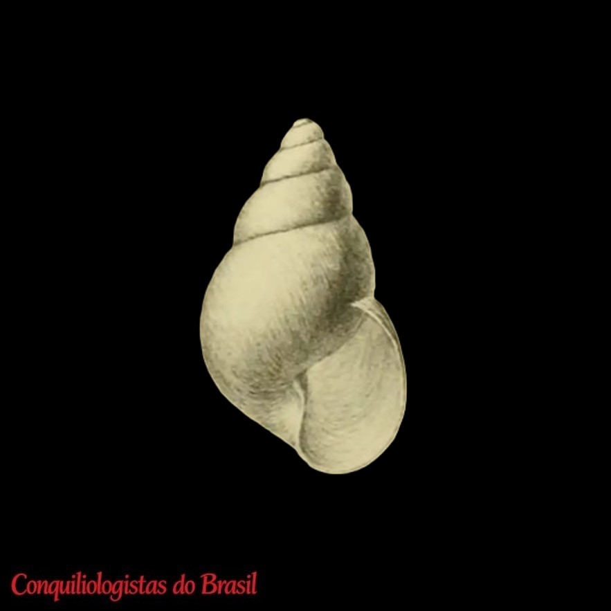 Fernandezia splendida (Anton, 1838)