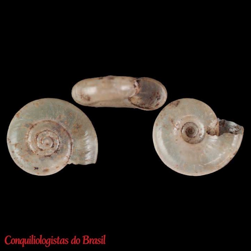 Happia baezensis (Hidalgo, 1869)