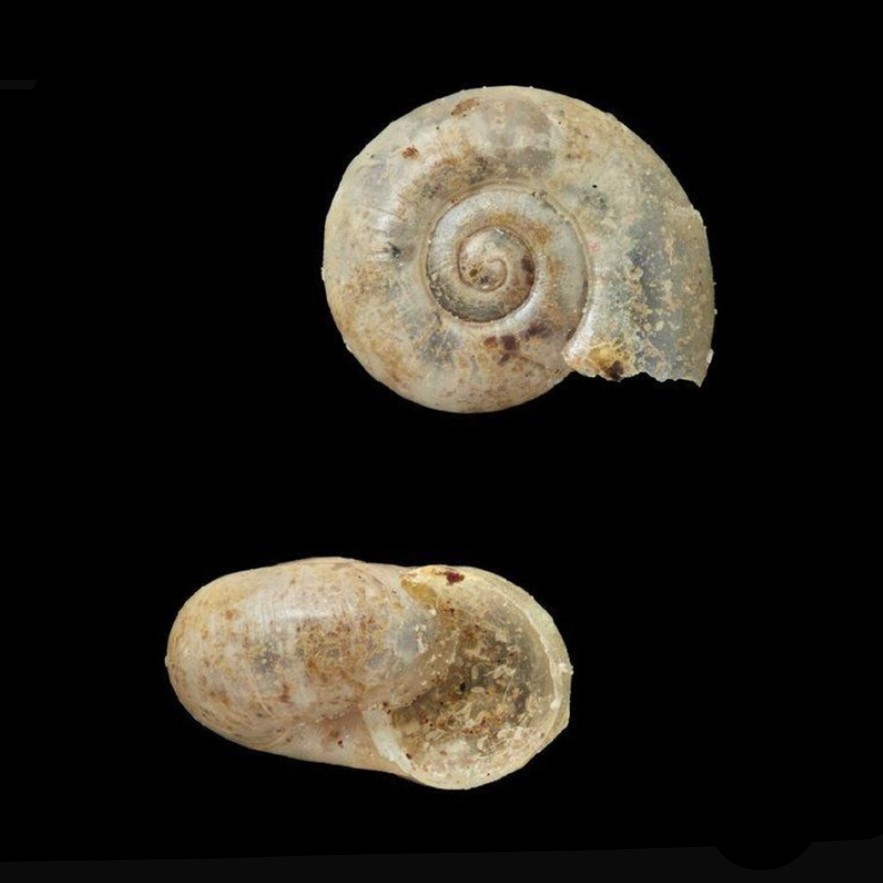 Happia ordinaria (E. A. Smith, 1881)