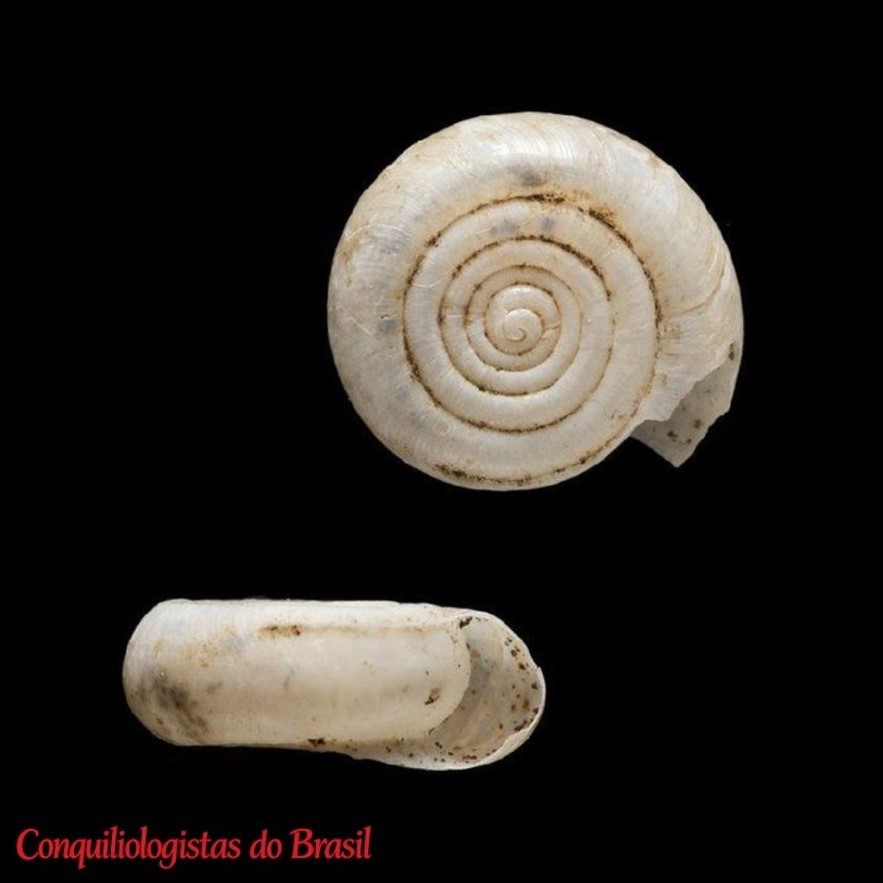 Happia tortilis (Morelet, 1863)