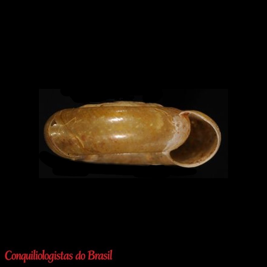 Happia zeteki (Pilsbry, 1920)